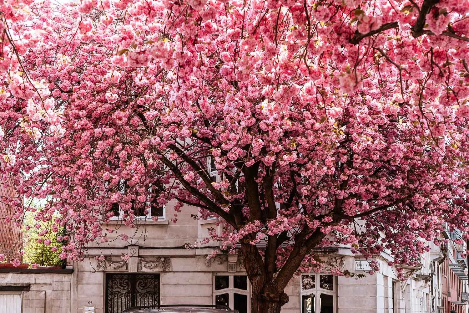 Best places for cherry blossoms in Brussels — briesoldo